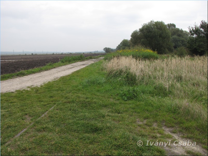 Plaveck� Mikul�