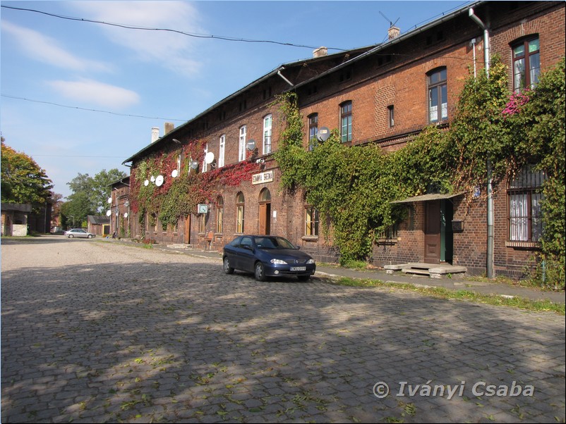 �cinawka �rednia 
